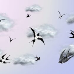 Lire la suite à propos de l’article Comment l’hirondelle anticipe-t-elle les orages ? Gestion de l’urgence chez la Fondation Hirondelle