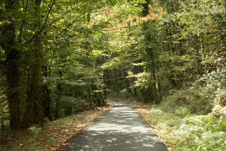 Chemin dans la forêt en Ardèche, début de couleurs automnales