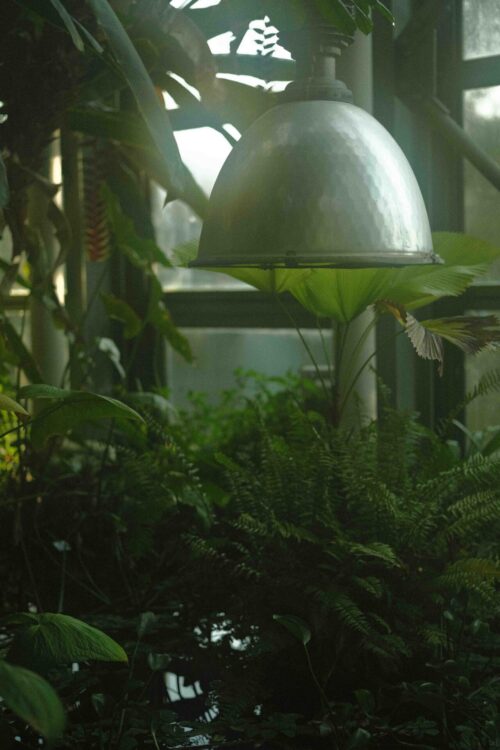 Jardin botanique de Berne