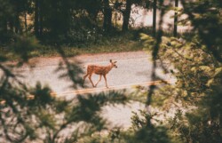 Lire la suite à propos de l’article Enquête Sauvage : Une affaire troublante au cœur des forêts alpines