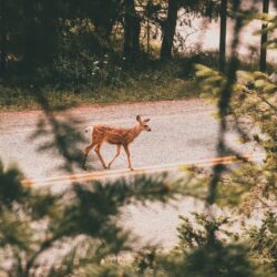 Lire la suite à propos de l’article Enquête Sauvage : Une affaire troublante au cœur des forêts alpines
